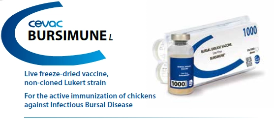 Bursimune IBD