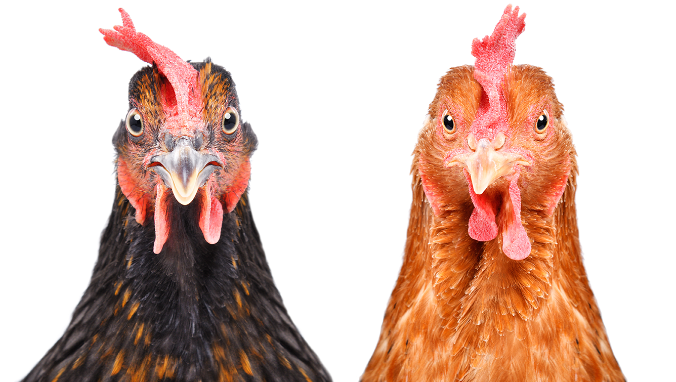 Two chickens isolated on white background looking at the camera