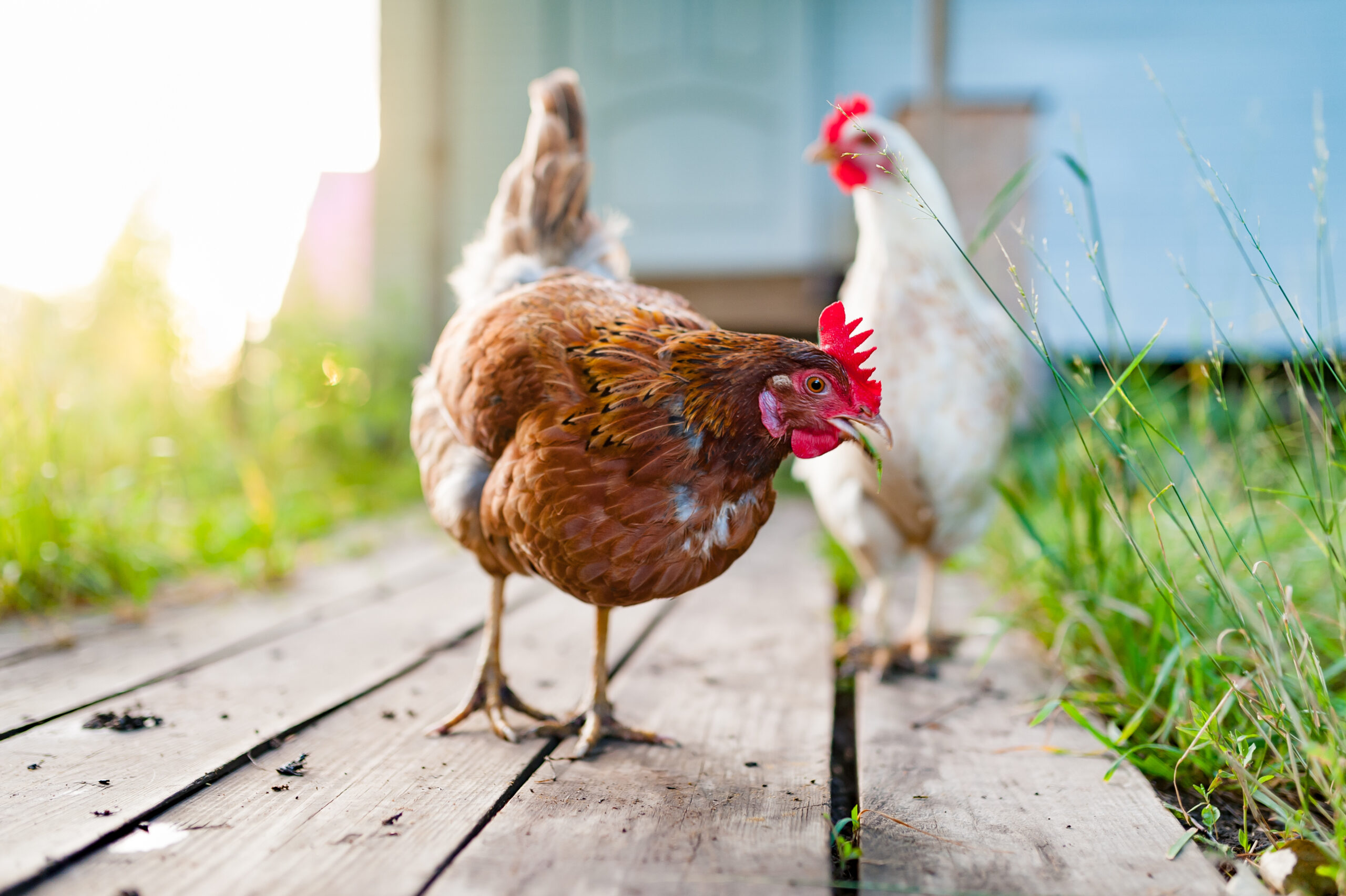 The white chicken walks along the wooden deck in the garden.