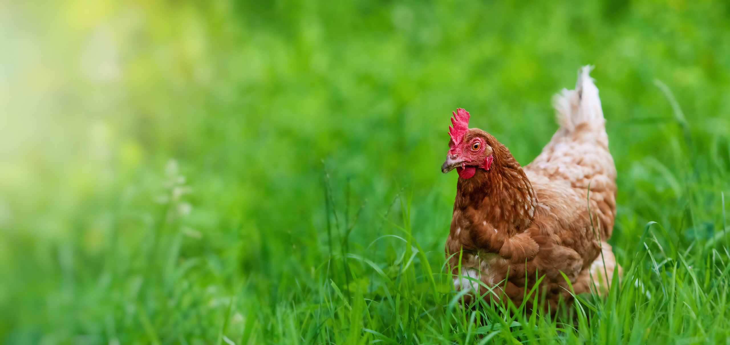 chicken in grass on a farm