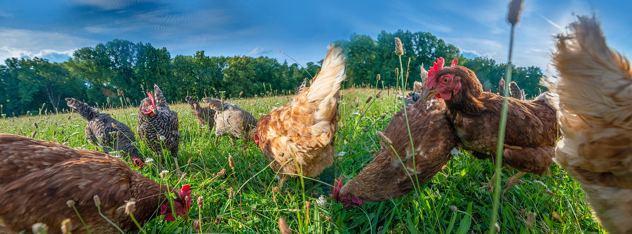Hühner auf einer grünen Wiese