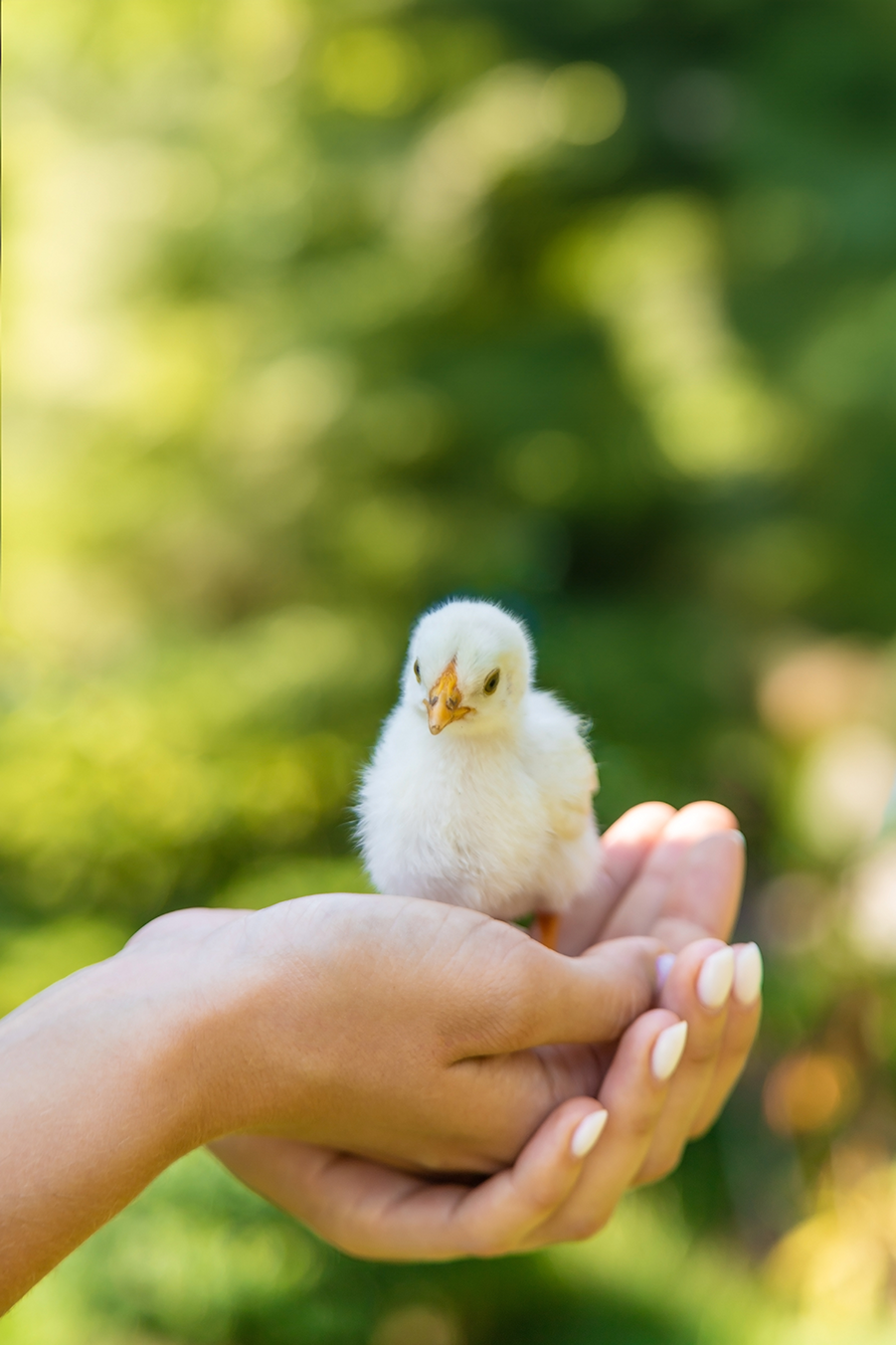 Gelbes Küken in menschlicher Hand